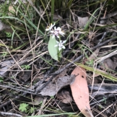 Wurmbea dioica subsp. dioica at Holt, ACT - 17 Sep 2021