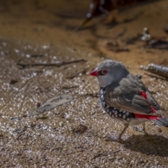 Stagonopleura guttata (Diamond Firetail) at Majura, ACT - 17 Sep 2021 by trevsci