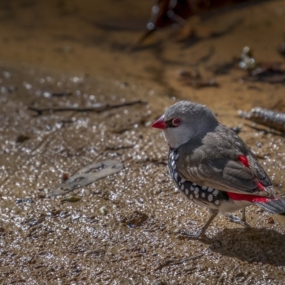 Stagonopleura guttata (Diamond Firetail) at Majura, ACT - 17 Sep 2021 by trevsci