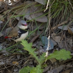 Stagonopleura guttata at Majura, ACT - suppressed