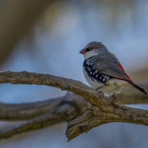 Stagonopleura guttata at Majura, ACT - 17 Sep 2021