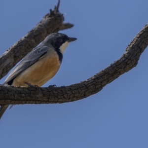 Pachycephala rufiventris at Majura, ACT - 17 Sep 2021