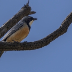 Pachycephala rufiventris at Majura, ACT - 17 Sep 2021