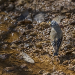 Pardalotus striatus at Majura, ACT - 17 Sep 2021