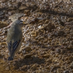 Pardalotus striatus at Majura, ACT - 17 Sep 2021