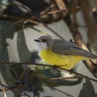 Gerygone olivacea (White-throated Gerygone) at Campbell Park Woodland - 17 Sep 2021 by trevsci