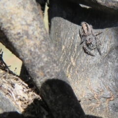 Papyrius nitidus at Holt, ACT - 15 Sep 2021