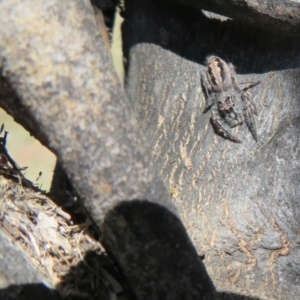 Papyrius nitidus at Holt, ACT - 15 Sep 2021