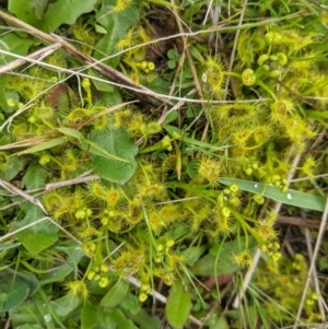 Drosera gunniana at Nanima, NSW - 18 Sep 2021