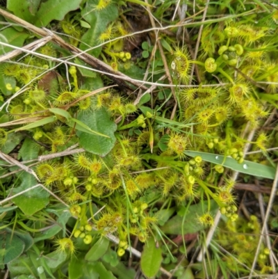 Drosera gunniana (Pale Sundew) at Nanima, NSW - 18 Sep 2021 by Miko