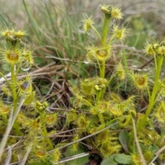 Drosera gunniana at Nanima, NSW - 18 Sep 2021