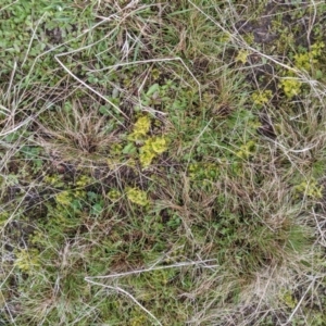 Drosera gunniana at Nanima, NSW - 18 Sep 2021 01:41 PM