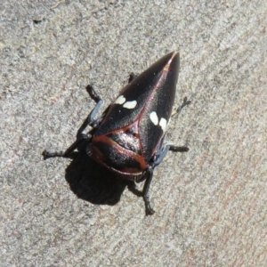 Eurymela fenestrata at Holt, ACT - 15 Sep 2021 11:59 AM