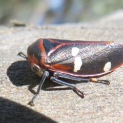 Eurymela fenestrata at Holt, ACT - 15 Sep 2021 11:59 AM