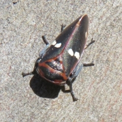 Eurymela fenestrata at Holt, ACT - 15 Sep 2021 11:59 AM