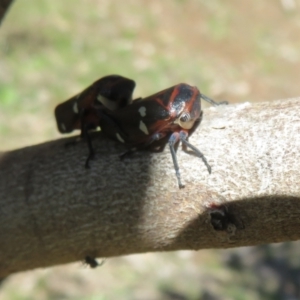 Eurymela fenestrata at Holt, ACT - 15 Sep 2021 11:59 AM