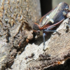 Eurymela fenestrata at Holt, ACT - 15 Sep 2021 11:59 AM