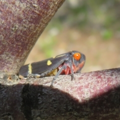 Eurymeloides pulchra (Gumtree hopper) at Molonglo River Reserve - 15 Sep 2021 by Christine