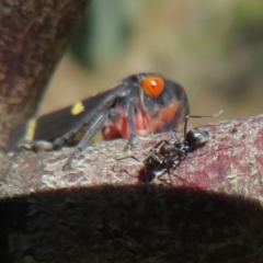 Eurymeloides pulchra at Holt, ACT - 15 Sep 2021 11:58 AM