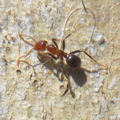 Papyrius nitidus (Shining Coconut Ant) at Holt, ACT - 15 Sep 2021 by Christine