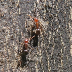 Papyrius nitidus at Holt, ACT - 15 Sep 2021