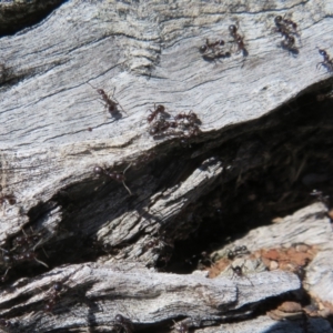 Papyrius nitidus at Holt, ACT - 15 Sep 2021