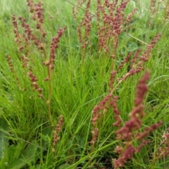 Rumex acetosella (Sheep Sorrel) at Nanima, NSW - 18 Sep 2021 by Miko