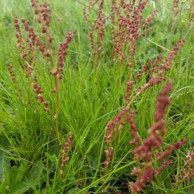 Rumex acetosella (Sheep Sorrel) at Nanima, NSW - 18 Sep 2021 by Miko