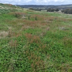 Rumex acetosella at Nanima, NSW - 18 Sep 2021