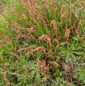 Rumex acetosella at Nanima, NSW - 18 Sep 2021 12:55 PM