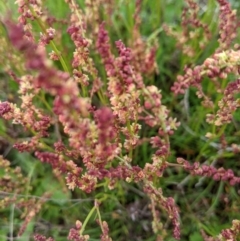 Rumex acetosella at Nanima, NSW - 18 Sep 2021 12:55 PM