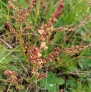 Rumex acetosella at Nanima, NSW - 18 Sep 2021 12:55 PM