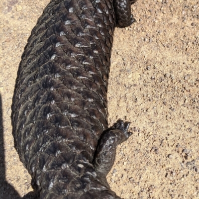Tiliqua rugosa (Shingleback Lizard) at Nanima, NSW - 17 Sep 2021 by Miko
