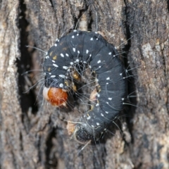 Oenosandra boisduvalii (Boisduval's Autumn Moth) at QPRC LGA - 18 Sep 2021 by WHall