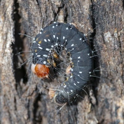 Oenosandra boisduvalii (Boisduval's Autumn Moth) at Googong, NSW - 18 Sep 2021 by WHall