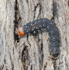 Oenosandra boisduvalii at Googong, NSW - 18 Sep 2021 01:24 PM