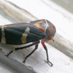 Eurymeloides pulchra (Gumtree hopper) at Googong, NSW - 9 Sep 2021 by WHall