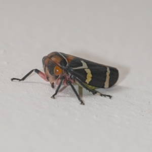 Eurymeloides pulchra at Googong, NSW - 9 Sep 2021