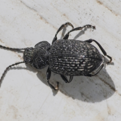 Adelium porcatum (Darkling Beetle) at QPRC LGA - 18 Sep 2021 by WHall