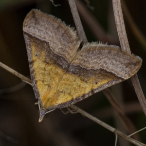 Anachloris subochraria at Googong, NSW - 18 Sep 2021 01:37 PM