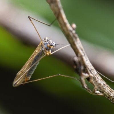 Tipulidae or Limoniidae (family) (Unidentified Crane Fly) at QPRC LGA - 18 Sep 2021 by WHall