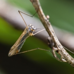 Tipulidae or Limoniidae (family) (Unidentified Crane Fly) at Googong, NSW - 18 Sep 2021 by WHall