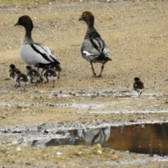 Chenonetta jubata (Australian Wood Duck) at Lions Youth Haven - Westwood Farm A.C.T. - 18 Sep 2021 by HelenCross