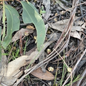 Callocephalon fimbriatum at Wingello, NSW - 31 Aug 2021
