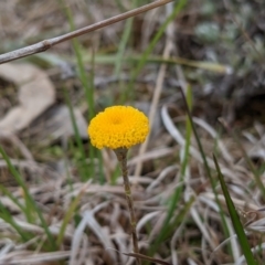 Leptorhynchos squamatus subsp. squamatus (Scaly Buttons) at Tuggeranong DC, ACT - 18 Sep 2021 by HelenCross