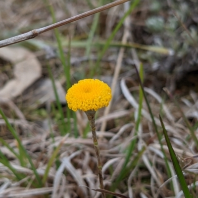 Leptorhynchos squamatus subsp. squamatus (Scaly Buttons) at Tuggeranong DC, ACT - 18 Sep 2021 by HelenCross