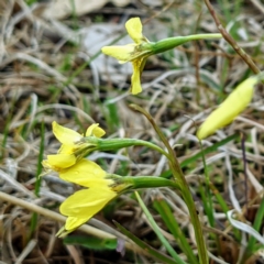 Diuris chryseopsis (Golden Moth) at Lions Youth Haven - Westwood Farm A.C.T. - 18 Sep 2021 by HelenCross