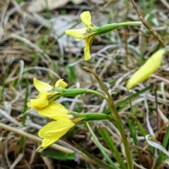 Diuris chryseopsis (Golden Moth) at Lions Youth Haven - Westwood Farm - 18 Sep 2021 by HelenCross