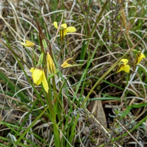 Diuris chryseopsis at Tuggeranong DC, ACT - suppressed