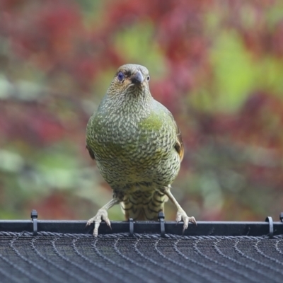 Ptilonorhynchus violaceus (Satin Bowerbird) at Calwell, ACT - 18 Sep 2021 by lucifuge1968